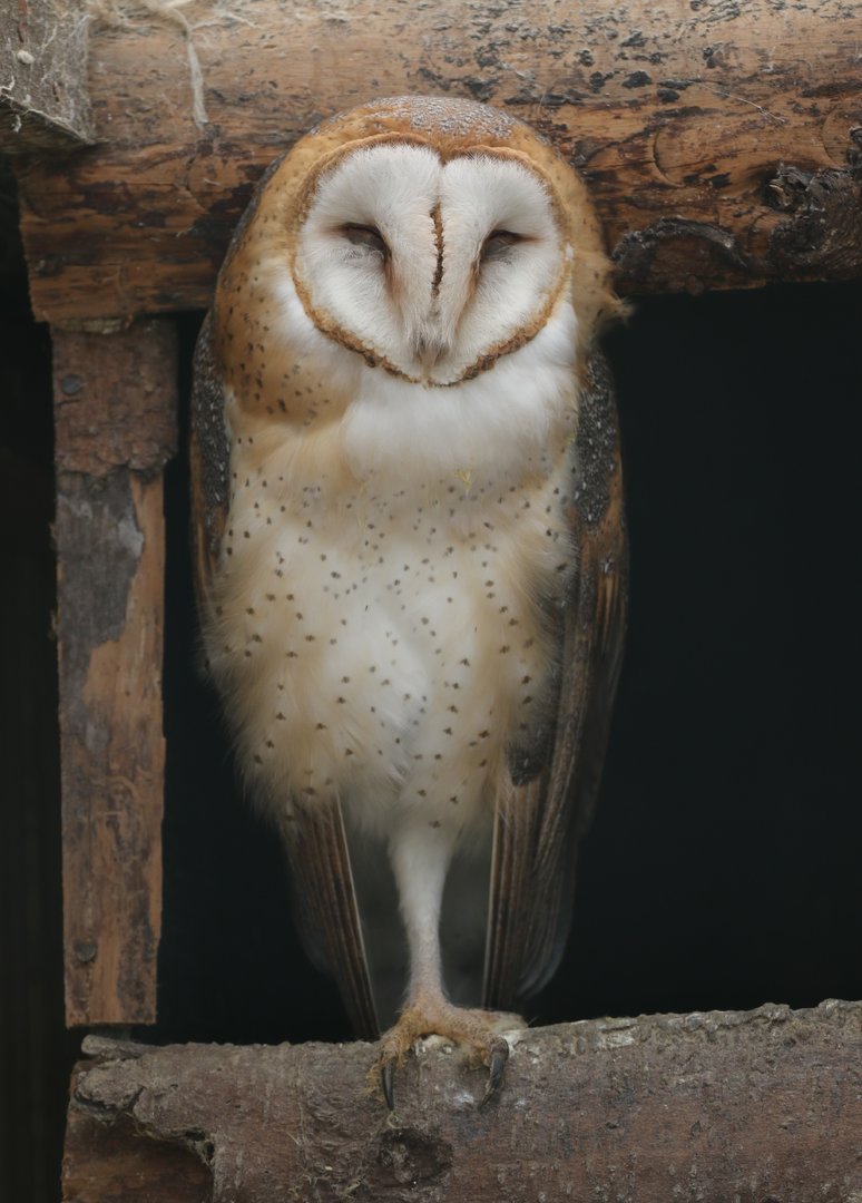 American Barn Owl