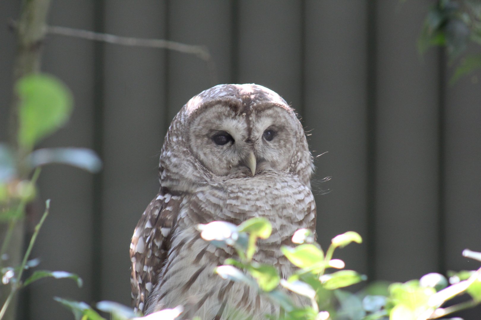 American Barred Owl