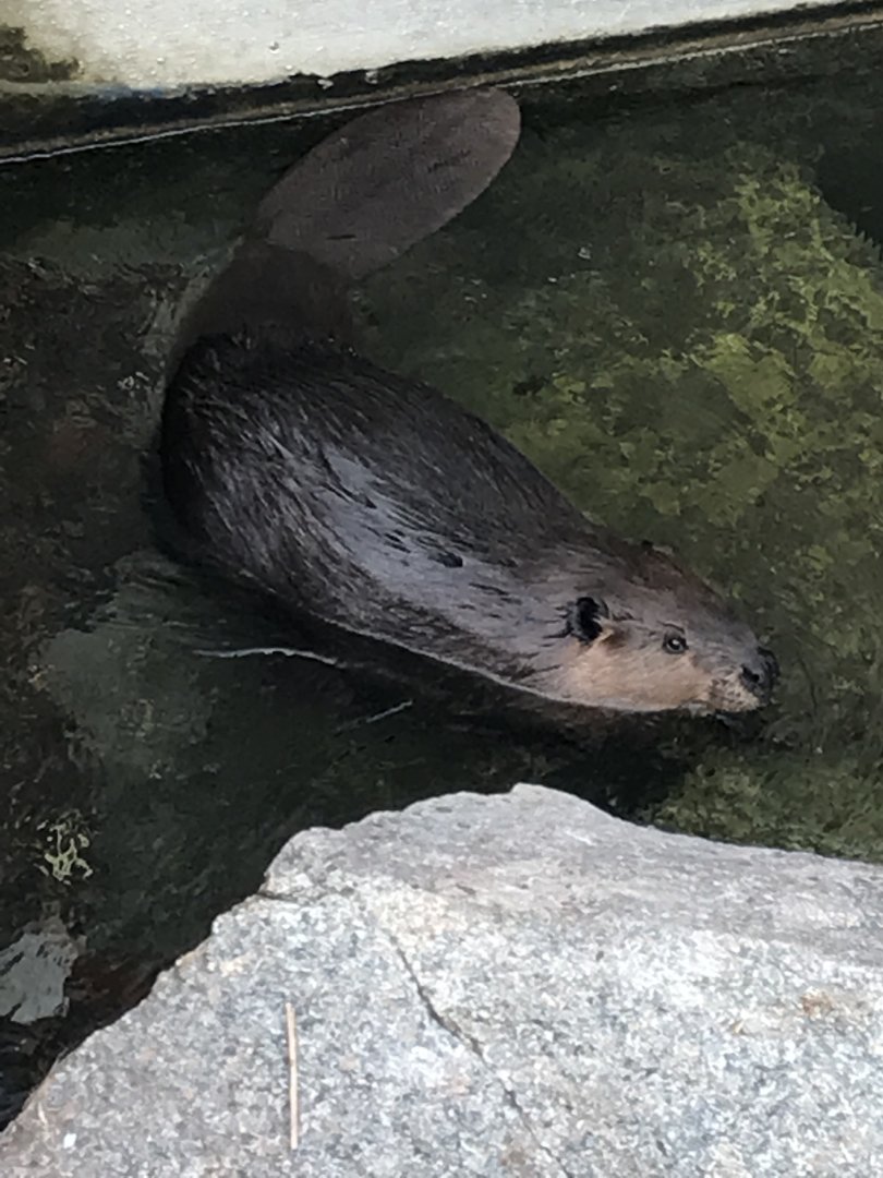 American beaver 011218