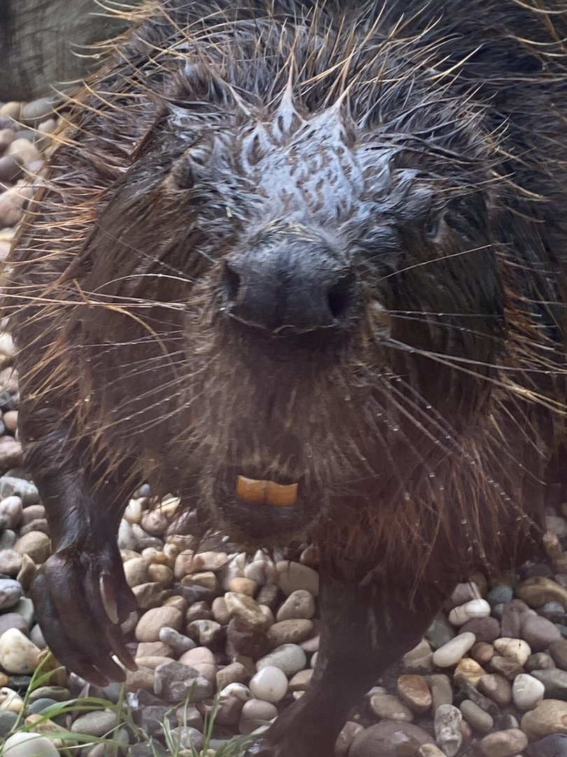 American beaver 150723