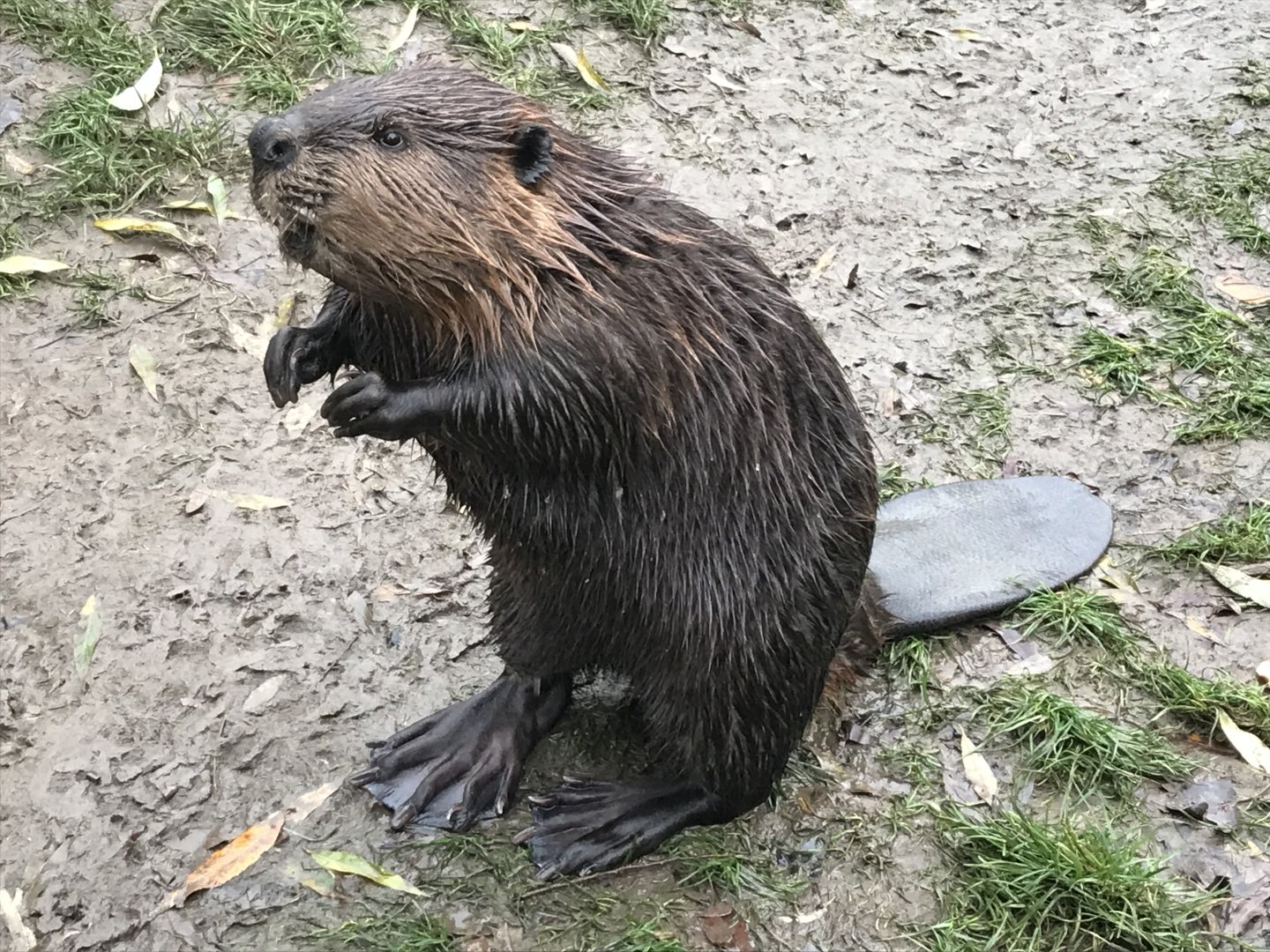 American beaver 241118