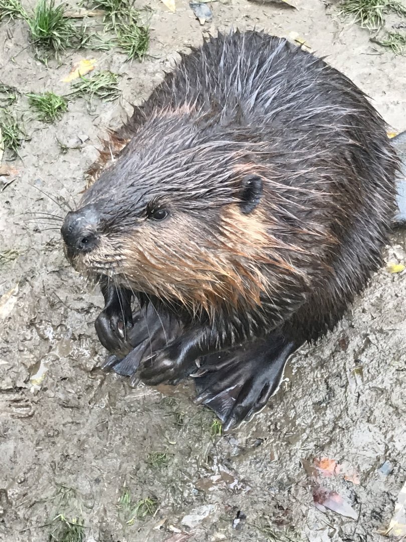 American beaver 241118