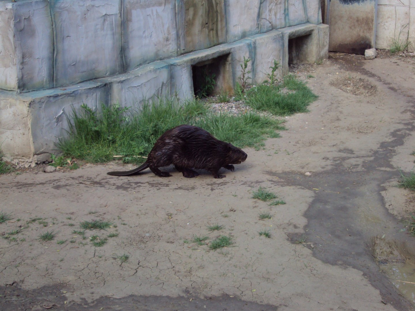 American Beaver 28/05/2019