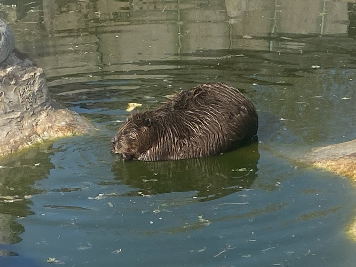 American beaver 280425