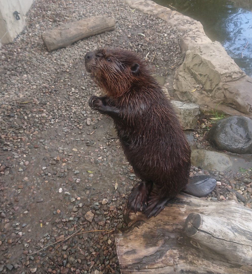 American Beaver 6/9/20