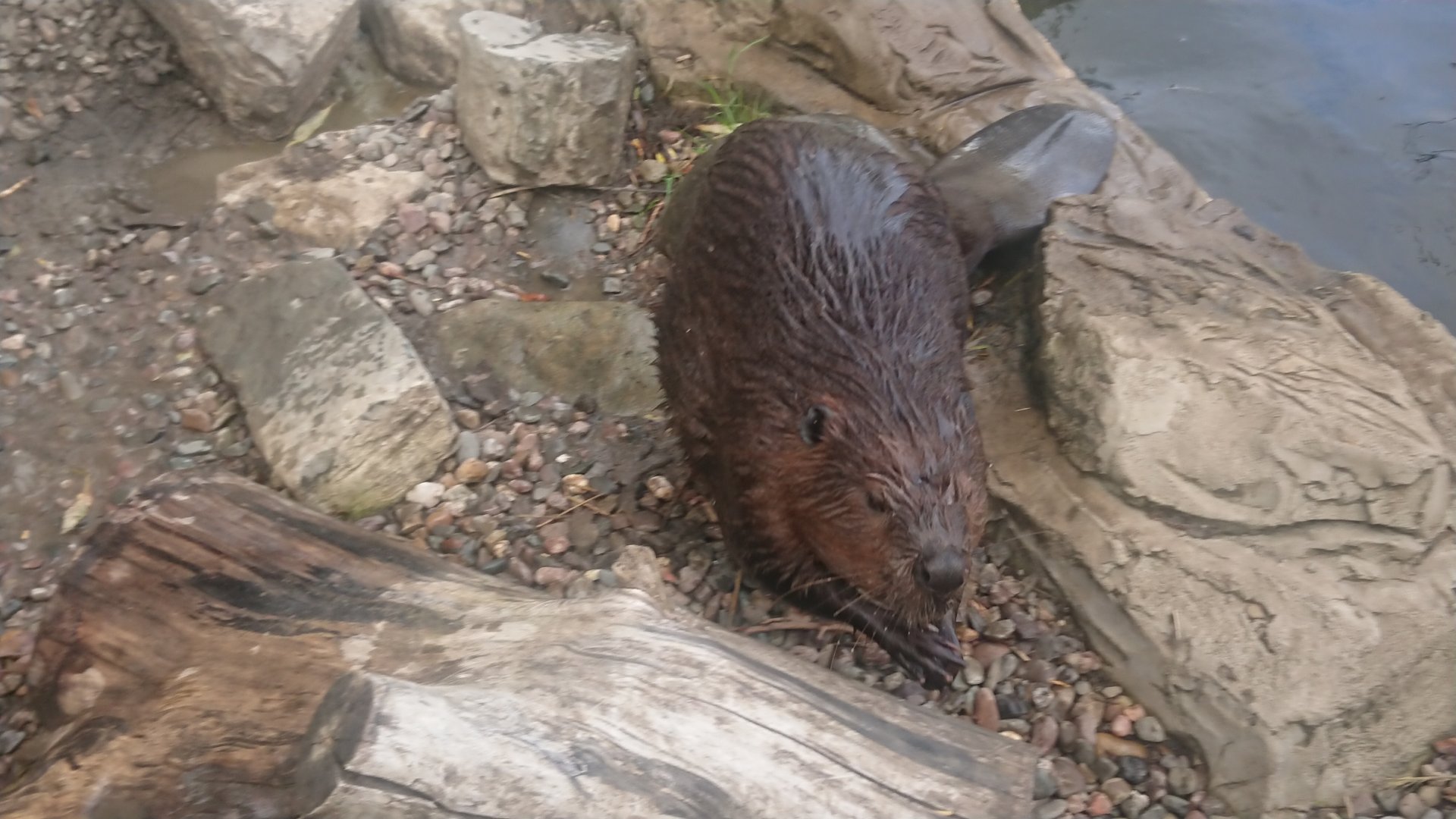 American Beaver 6/9/20