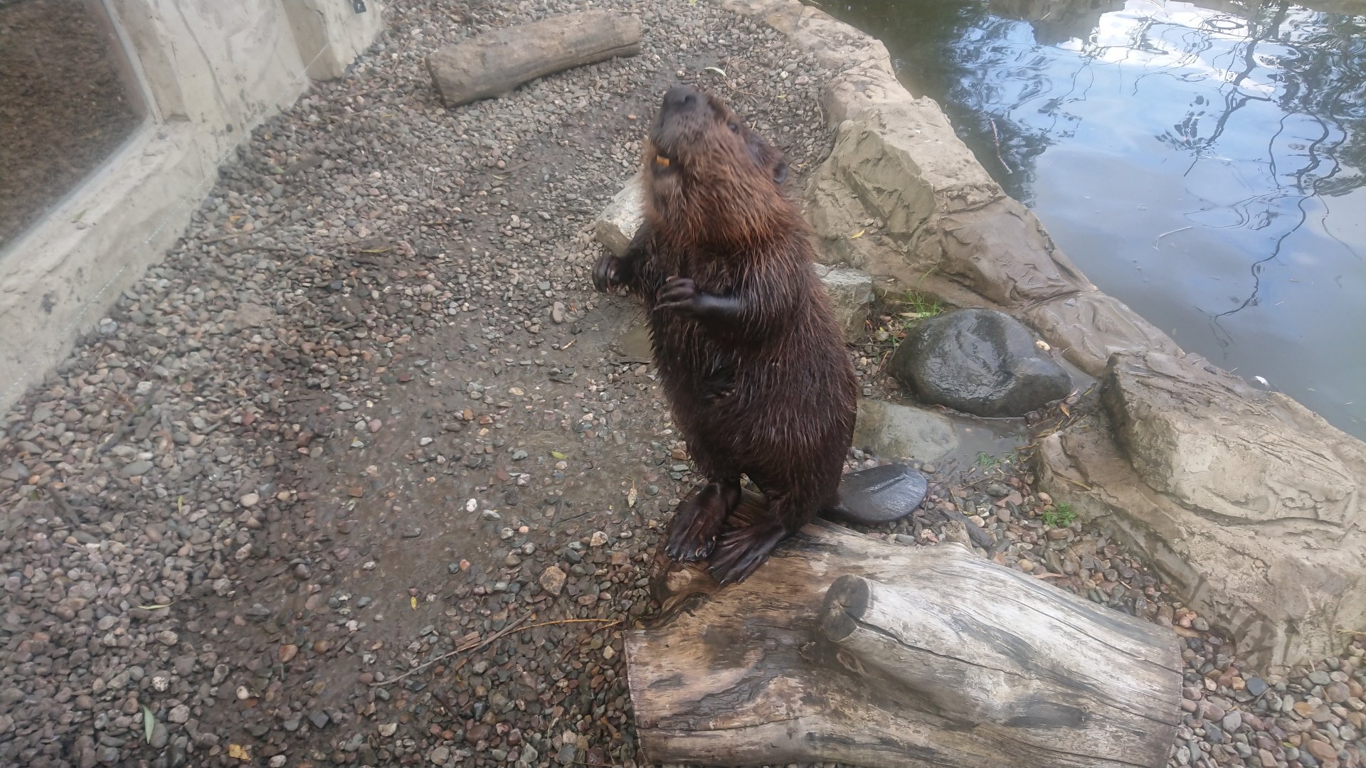 American Beaver 6/9/20