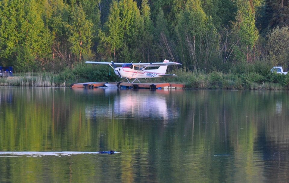 American Beaver - Alaska
