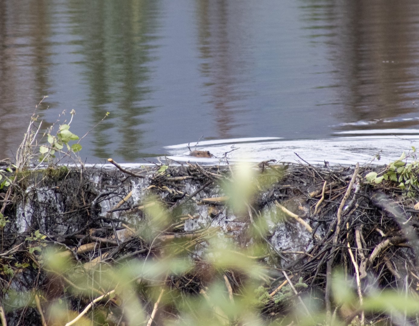 American Beaver - Alaska