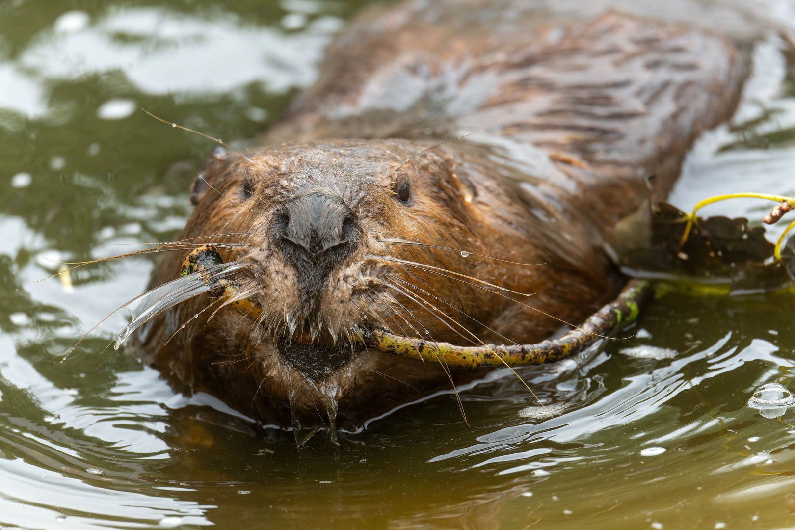 American beaver, All things wild, UK