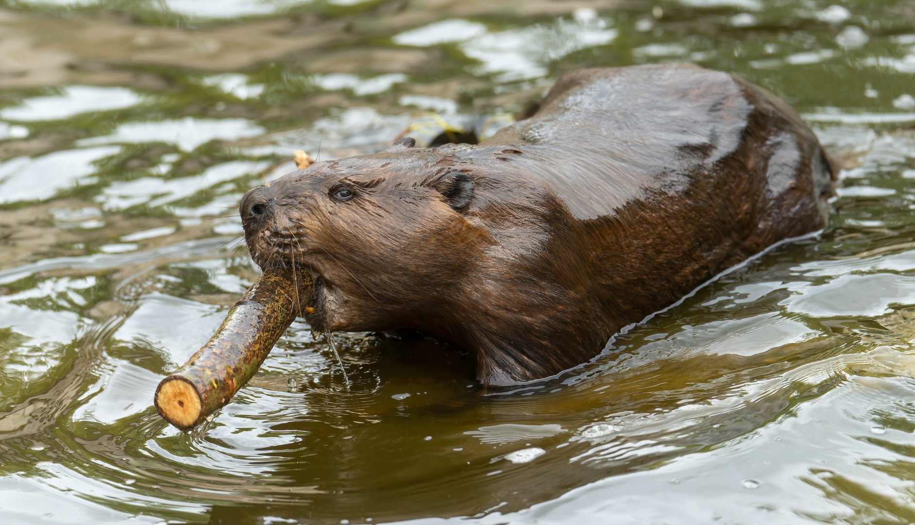 American beaver, All things wild, UK