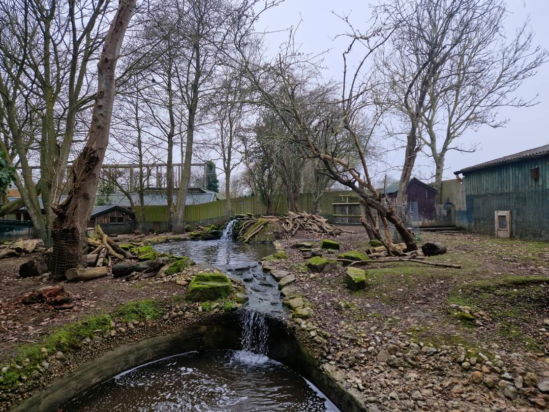 American Beaver/Capybara exhibit