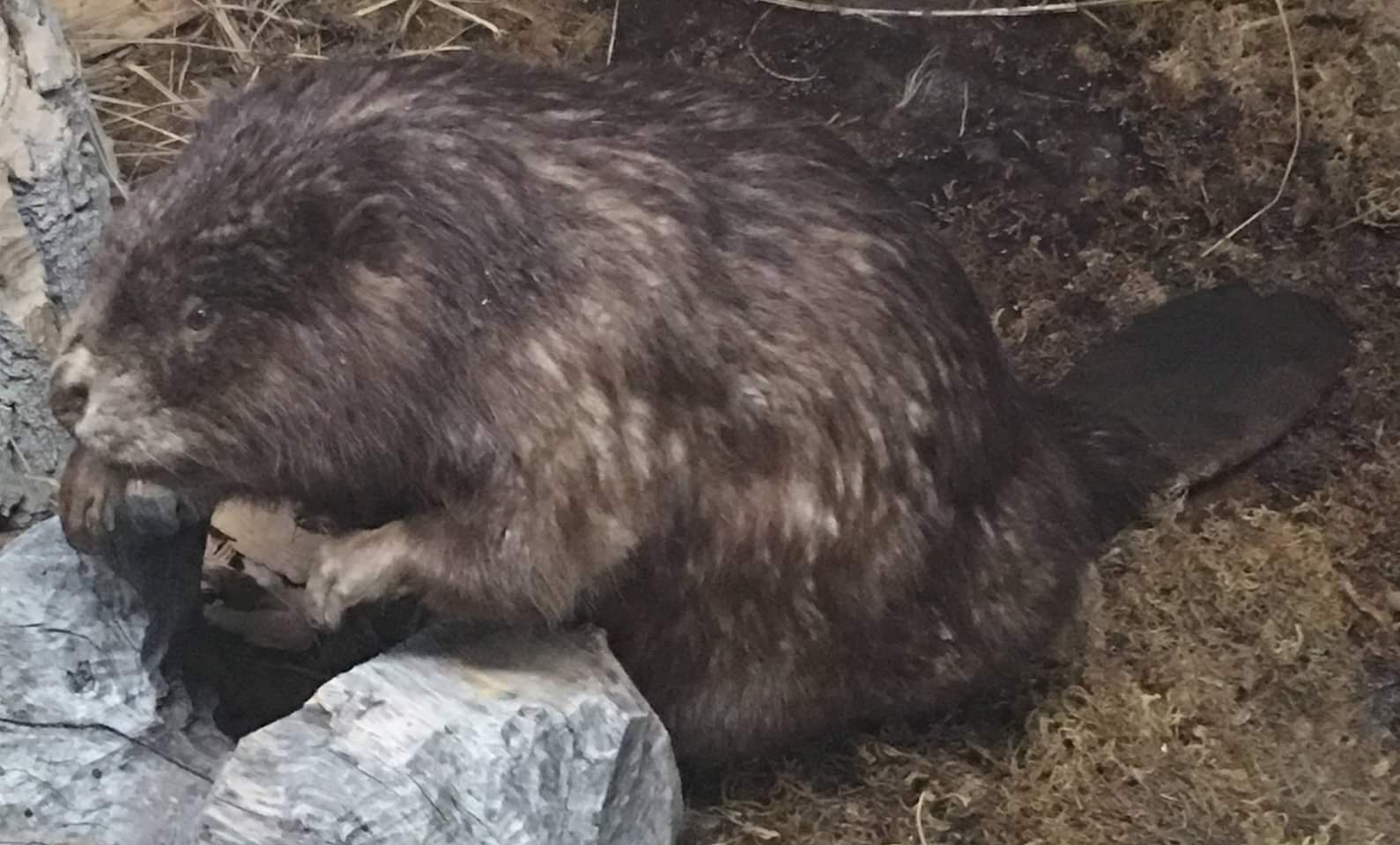 American beaver (Castor canadensis belugae)