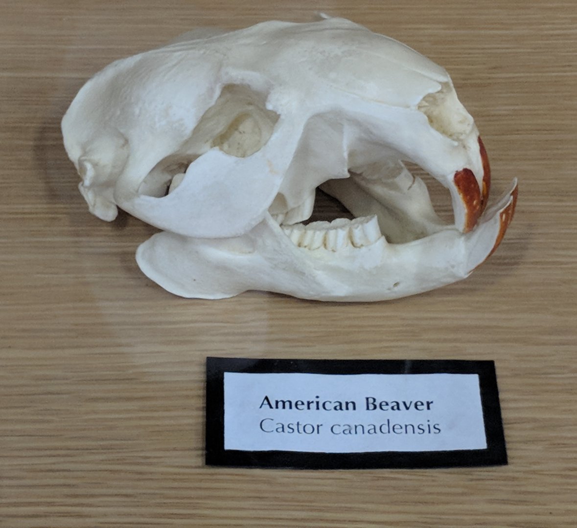 American beaver (Castor canadensis) skull