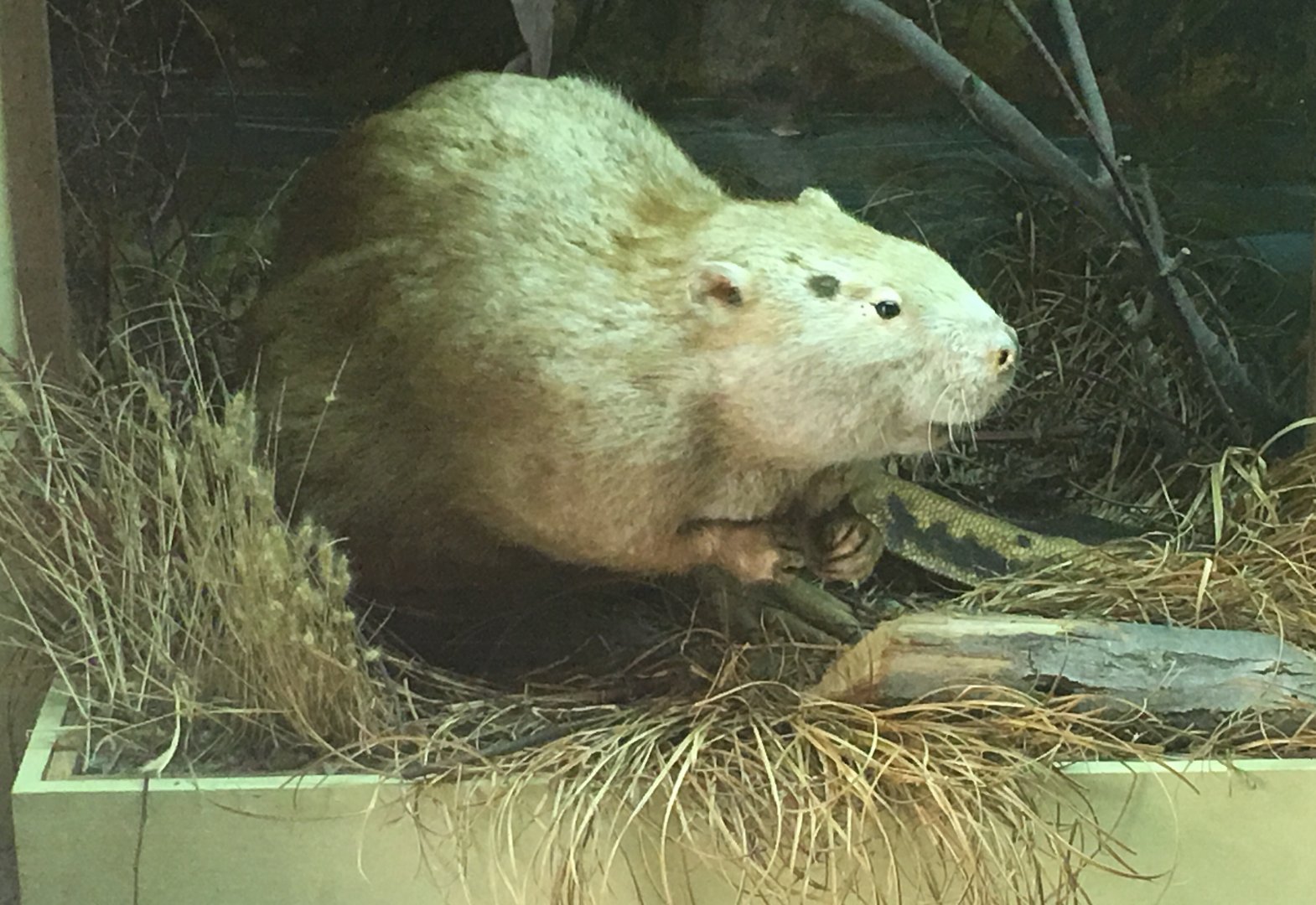 American beaver (Castor canadensis subauratus)