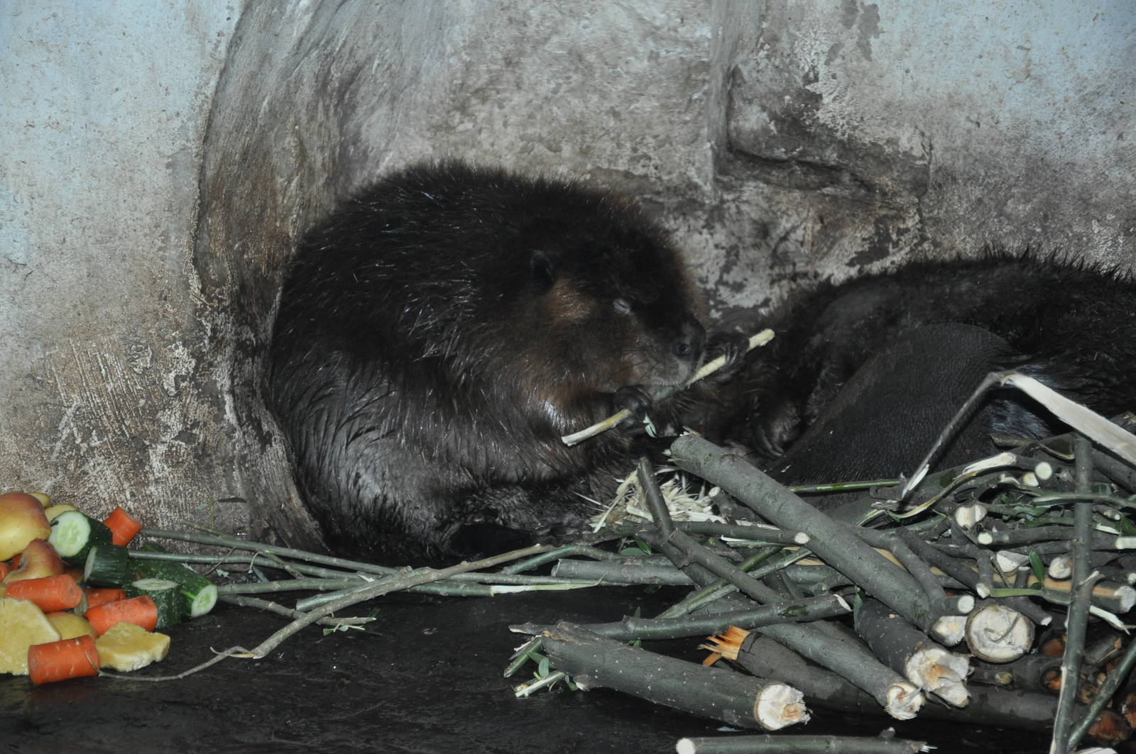 American beaver/ Castor canadensis