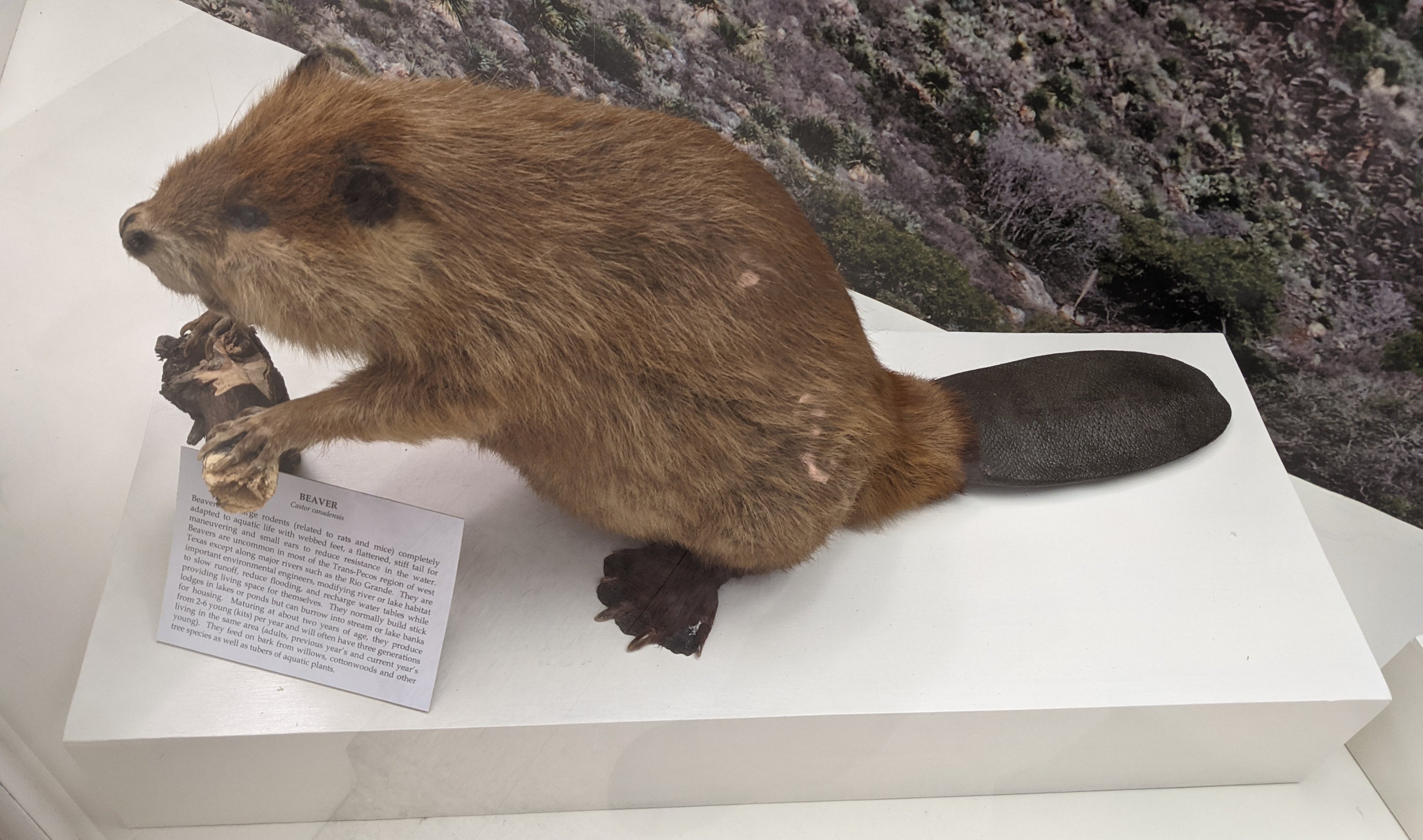 American beaver (Castor canadensis)