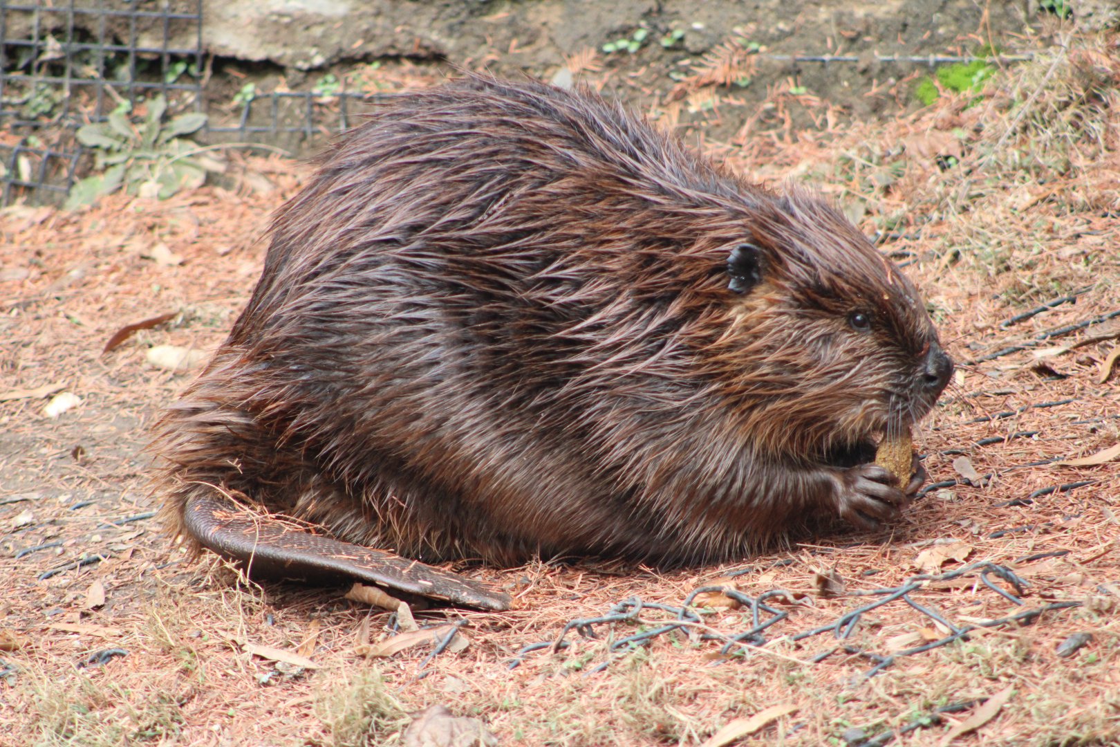 American Beaver (Castor canadensis)