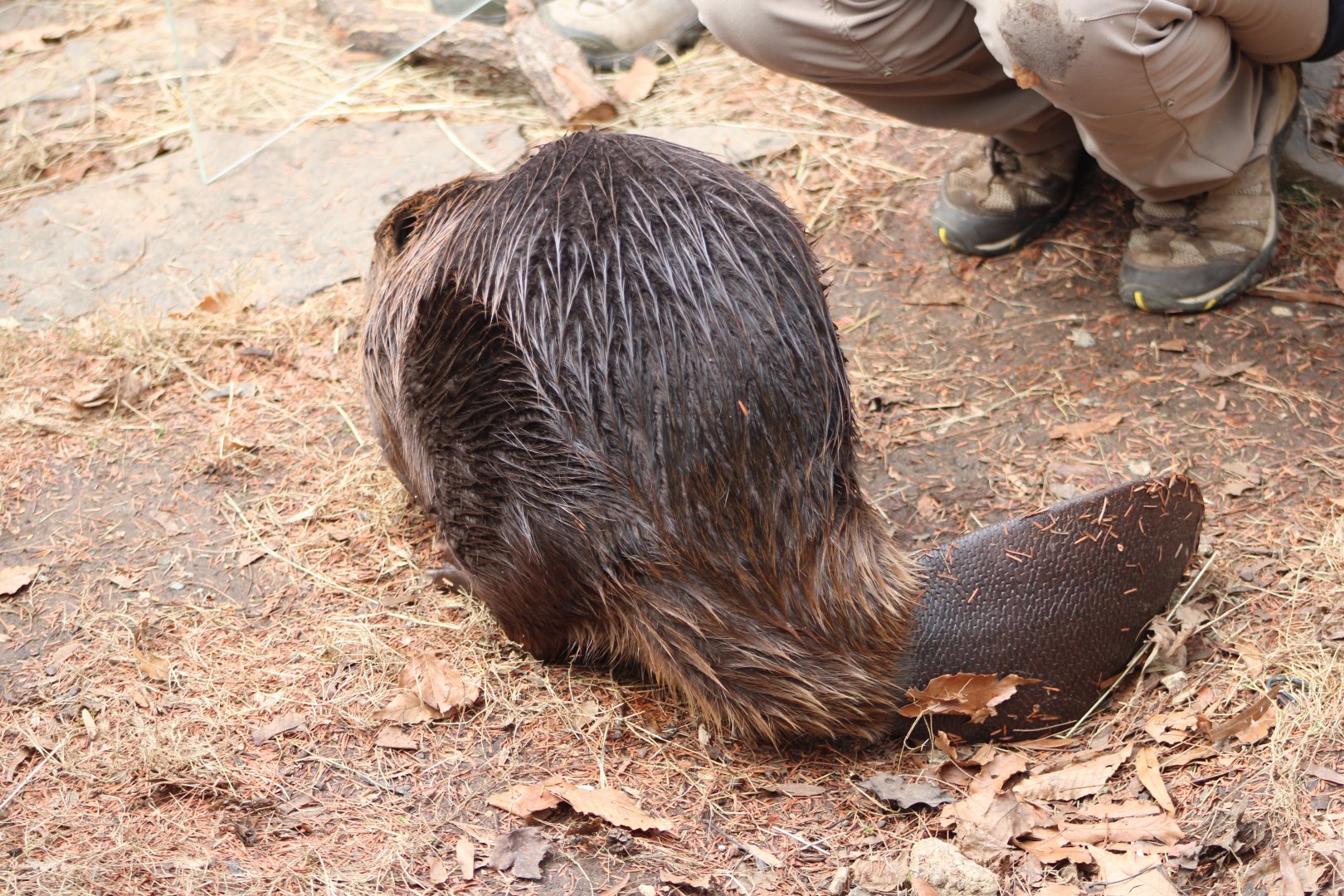 American Beaver (Castor canadensis)
