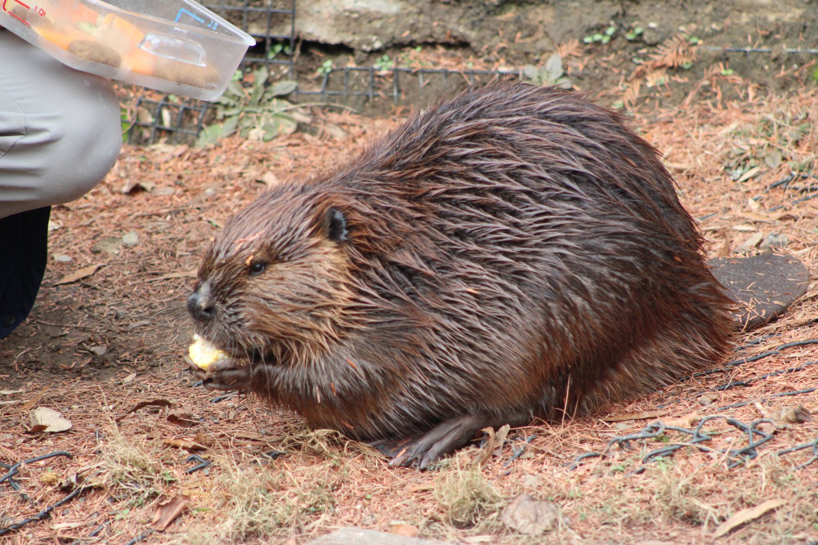American Beaver (Castor canadensis)