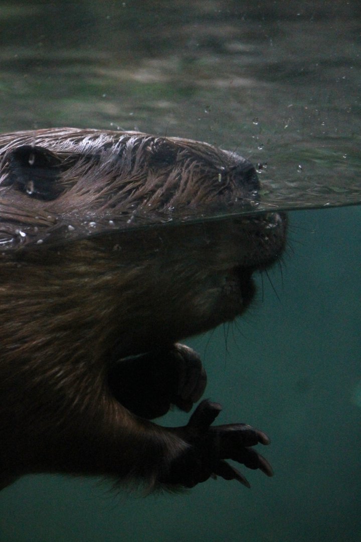 American Beaver (Castor canadensis)