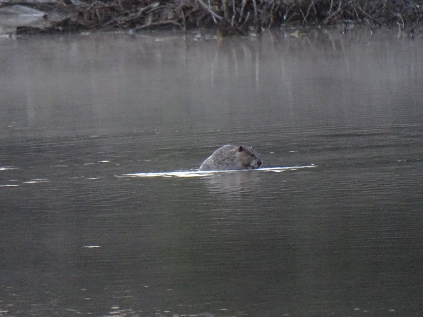 American Beaver (Castor canadensis)