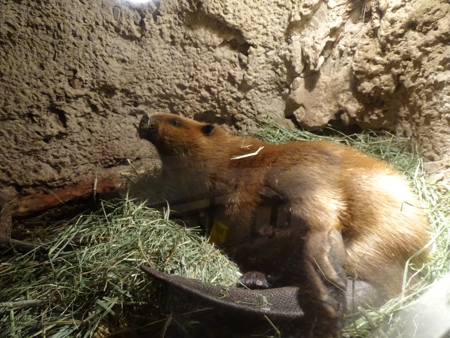 American beaver (Castor canadensis)