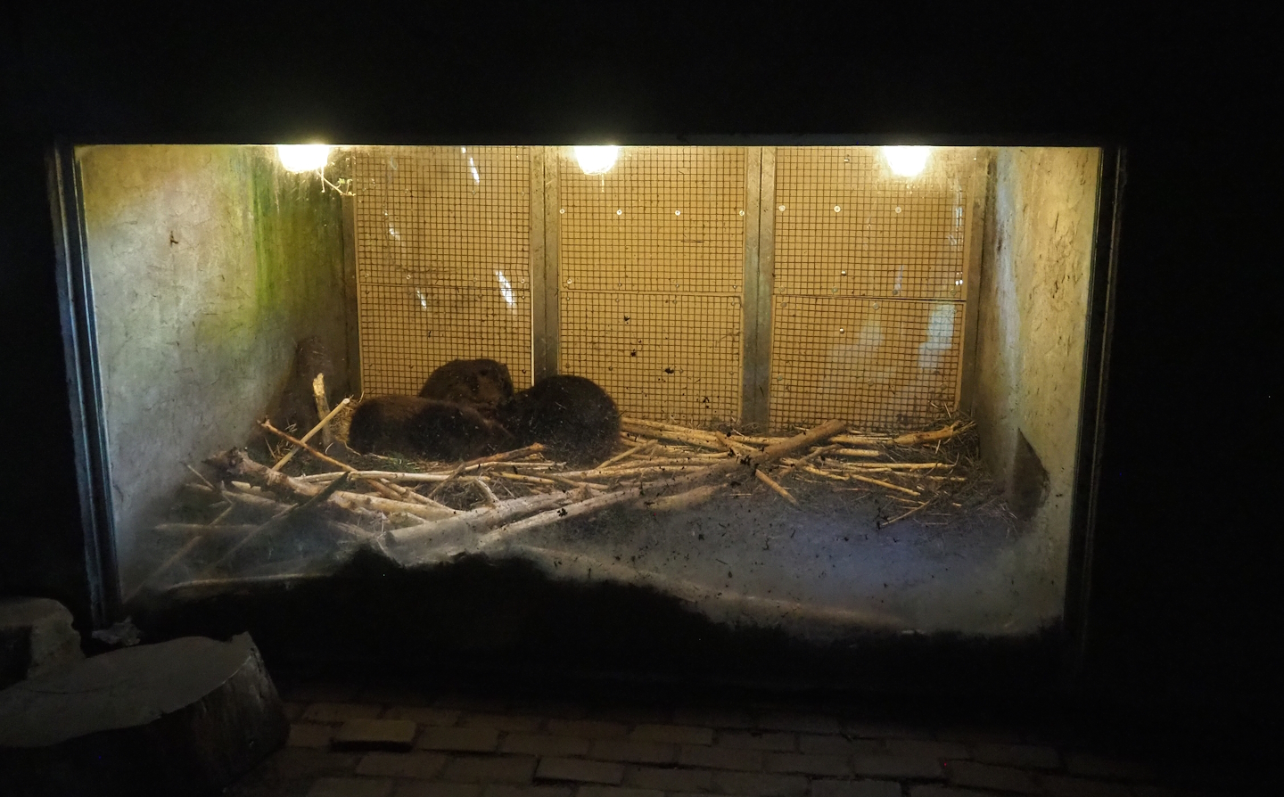 American beaver den, 2023-04-30