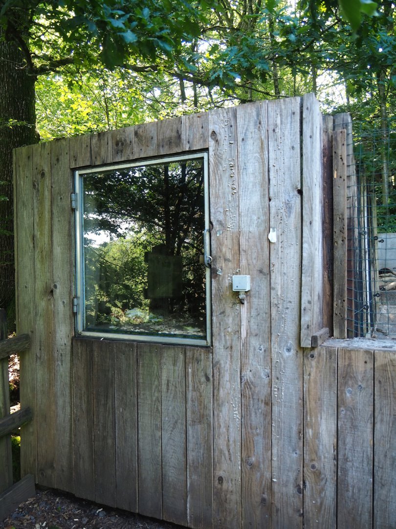 American beaver den, 2023-06-24