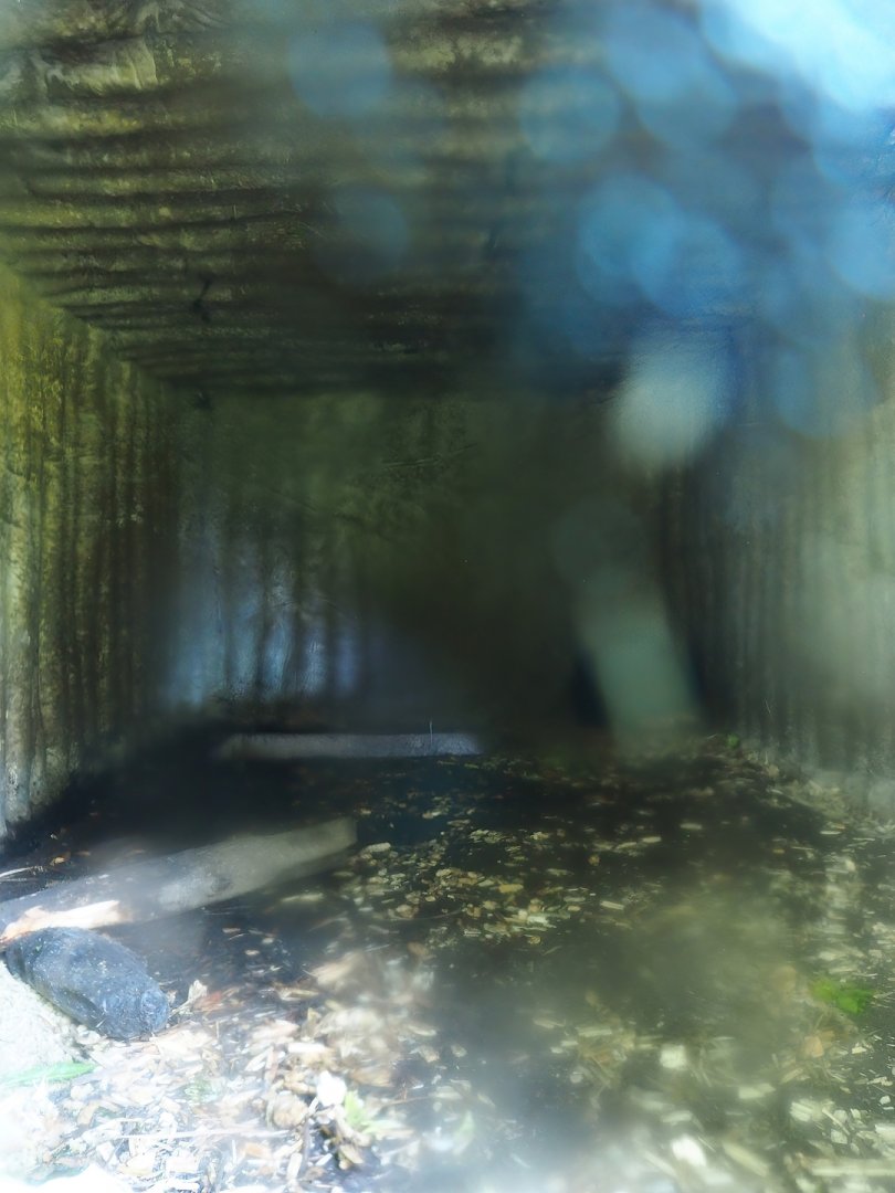 American beaver den, 2023-06-24