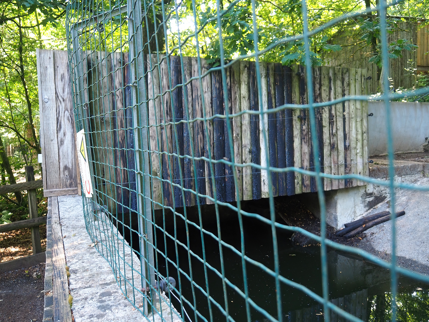 American beaver den, 2023-06-24