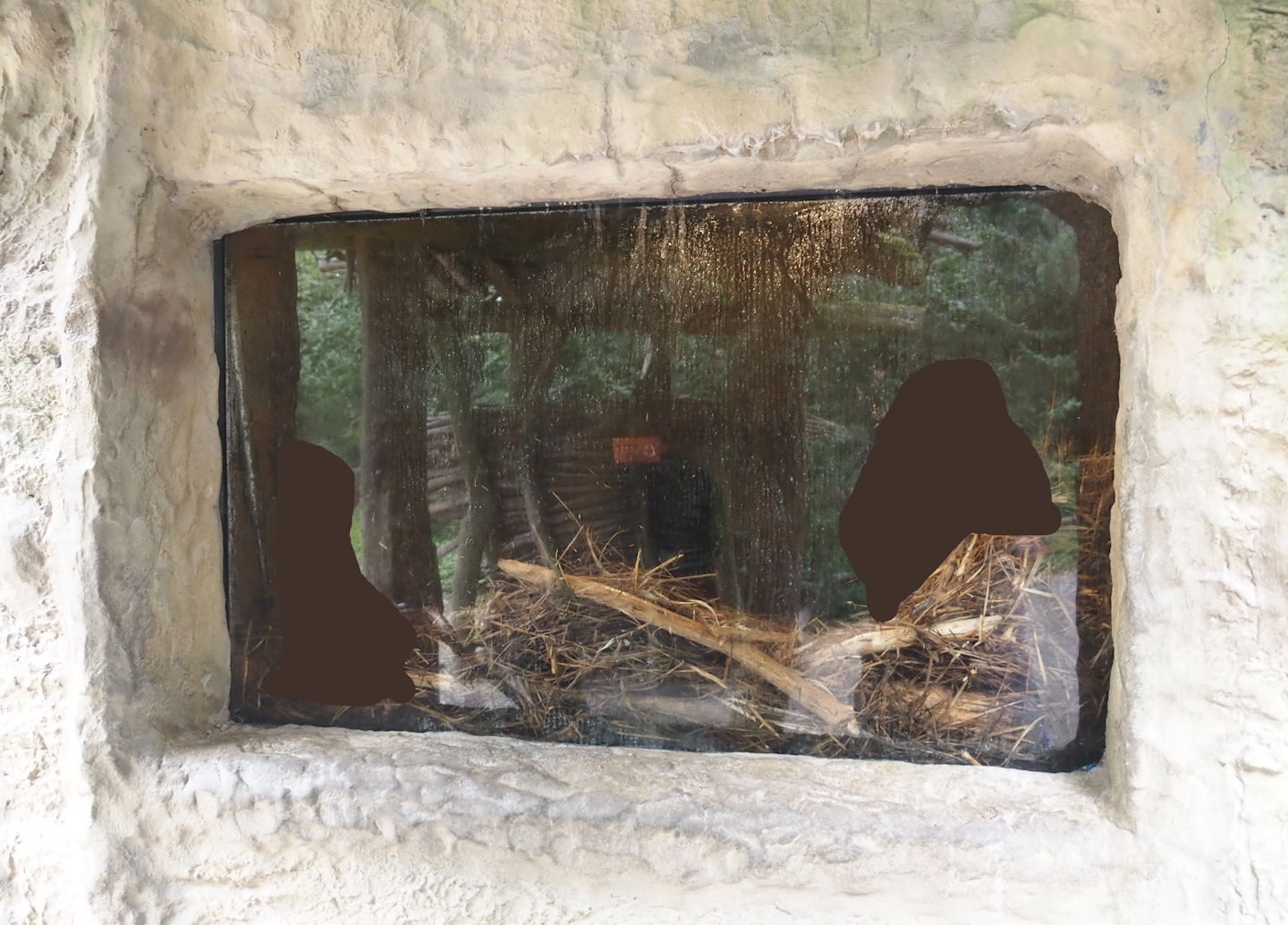 American beaver den, 2024-08-05