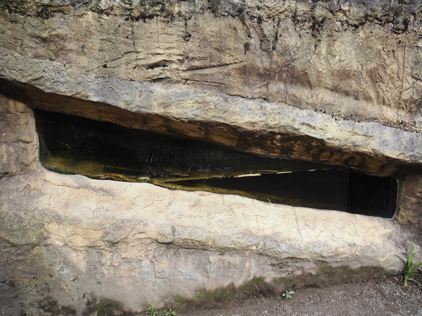 American beaver den entrance viewing window, 2024-08-05