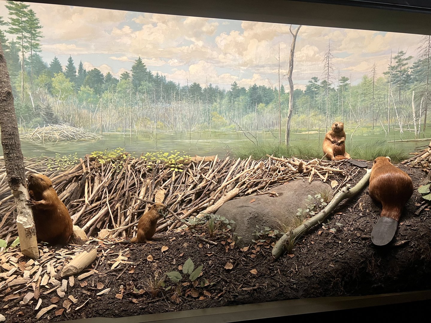 American Beaver Diorama
