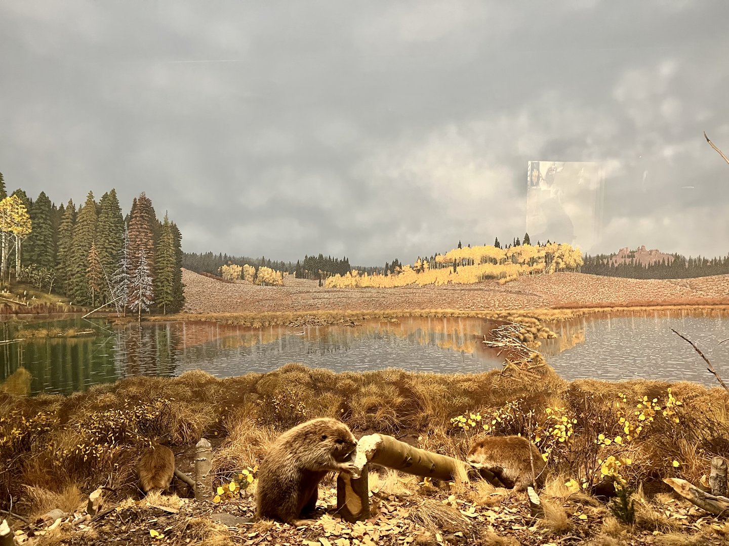 American Beaver Diorama