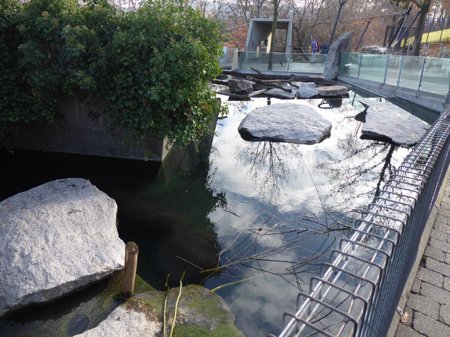 American beaver enclosure 011218