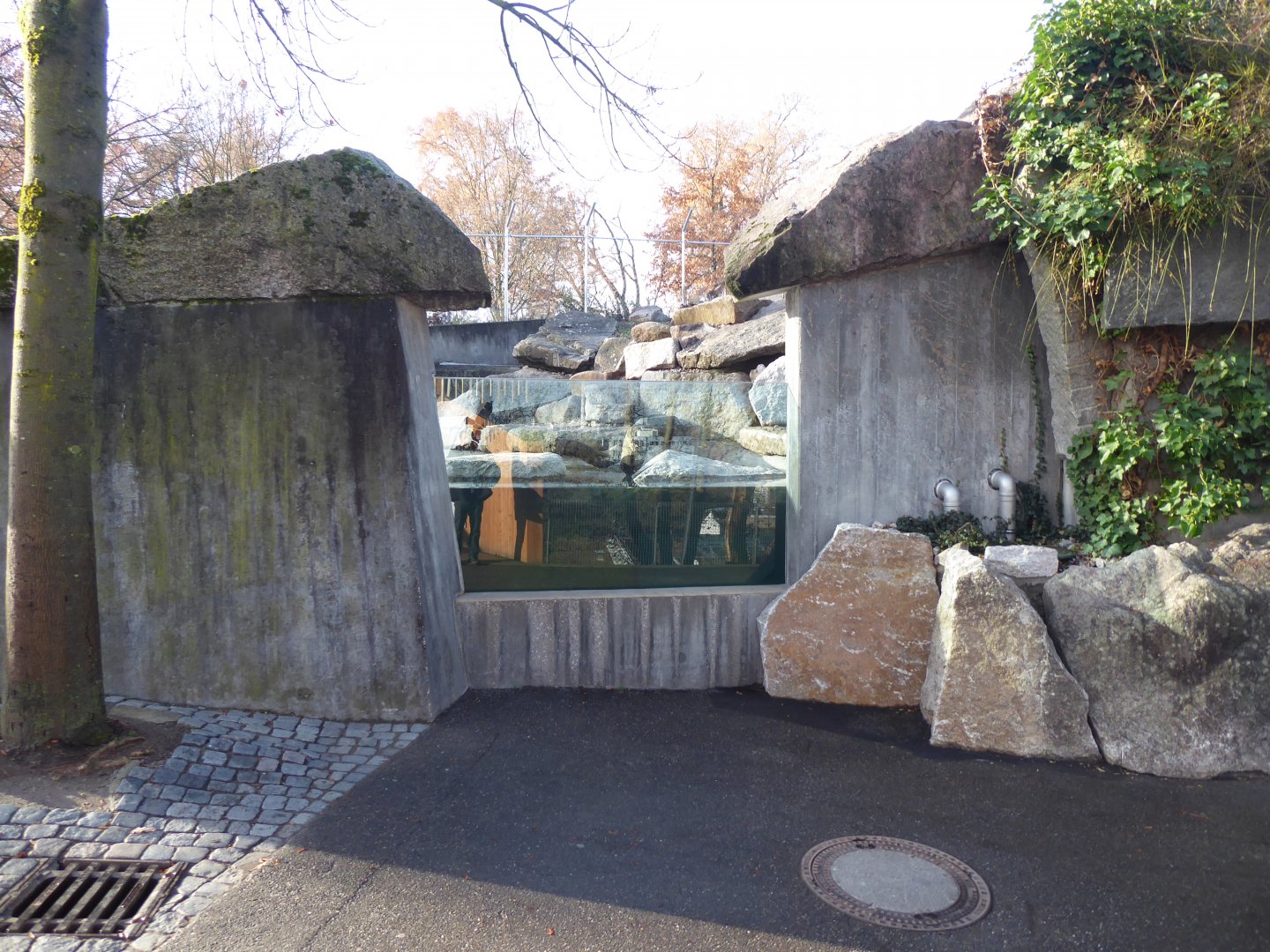 American beaver enclosure 011218