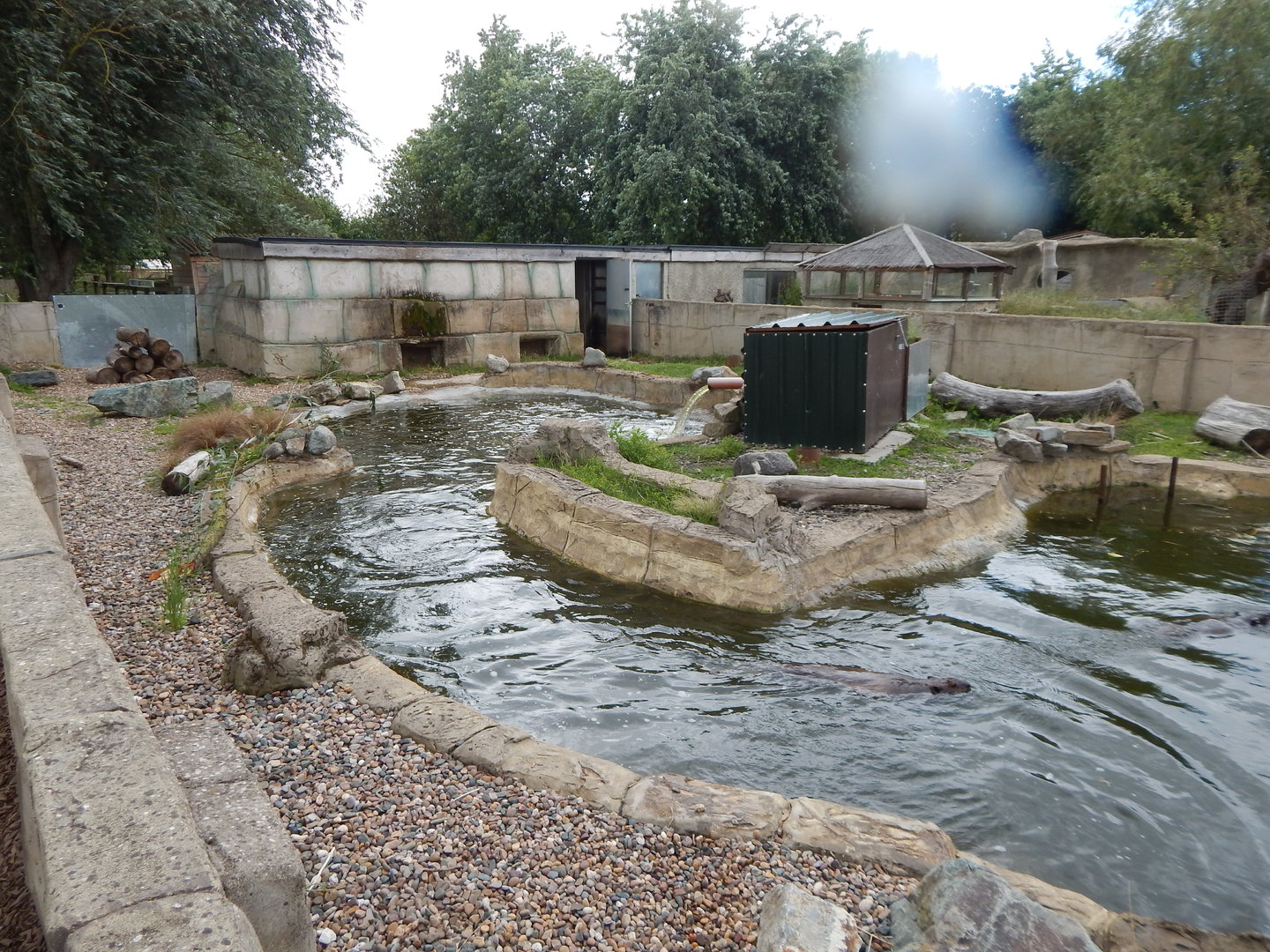 American beaver enclosure 150723