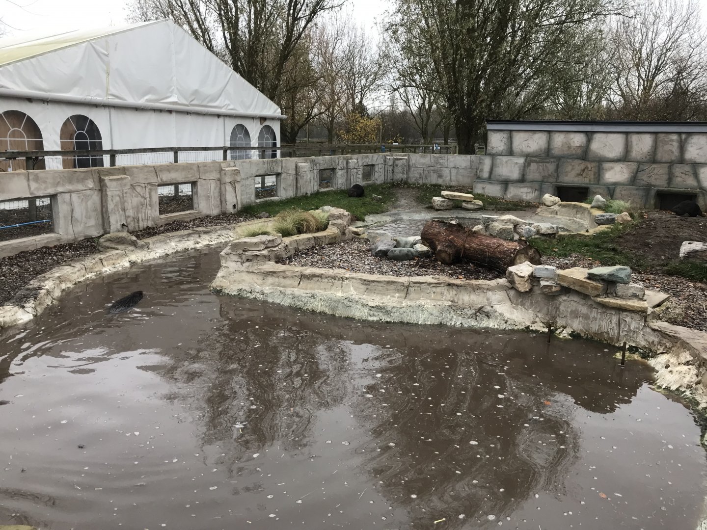 American beaver enclosure 241118
