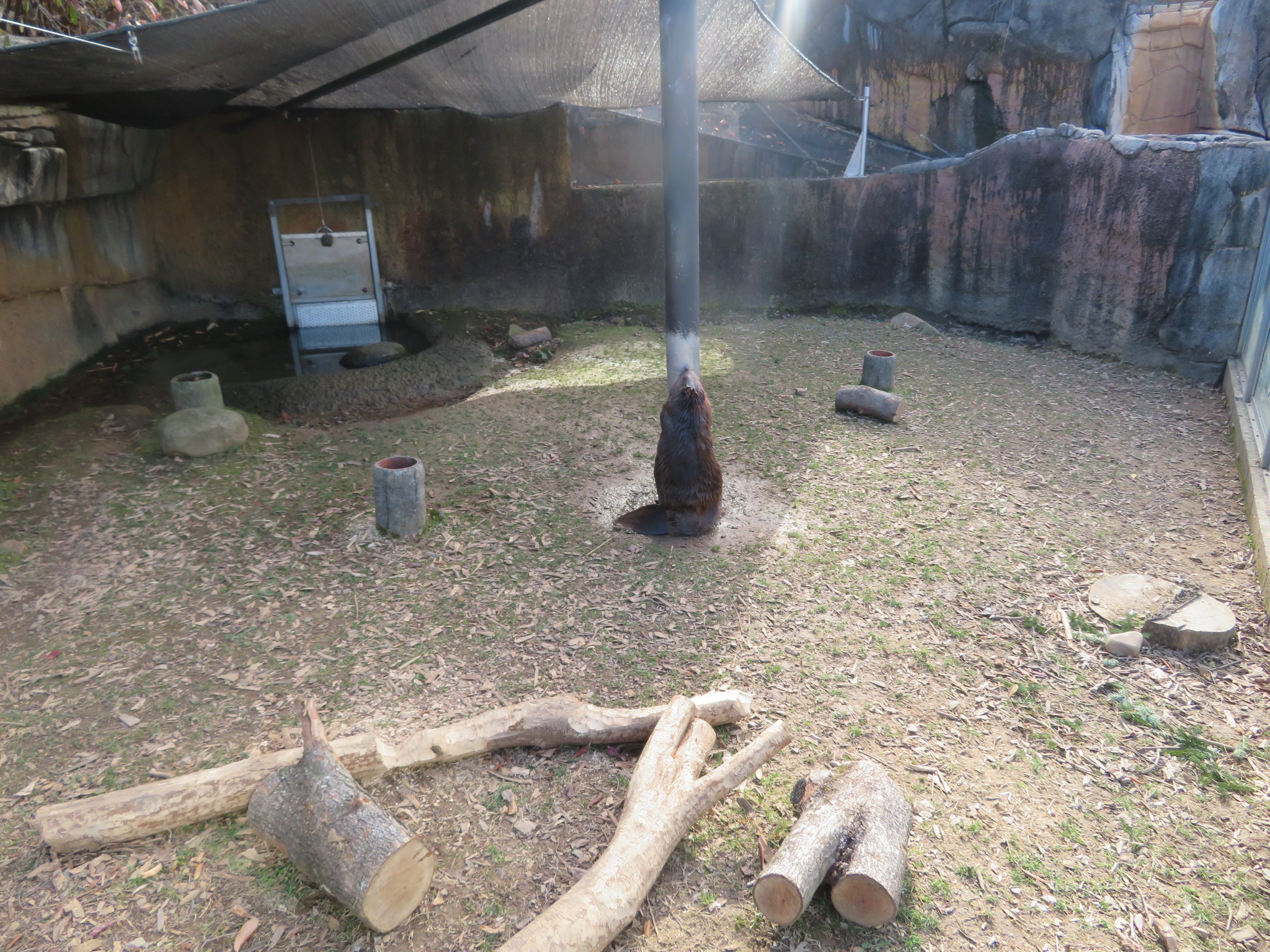 American Beaver Exhibit (1 of 2)