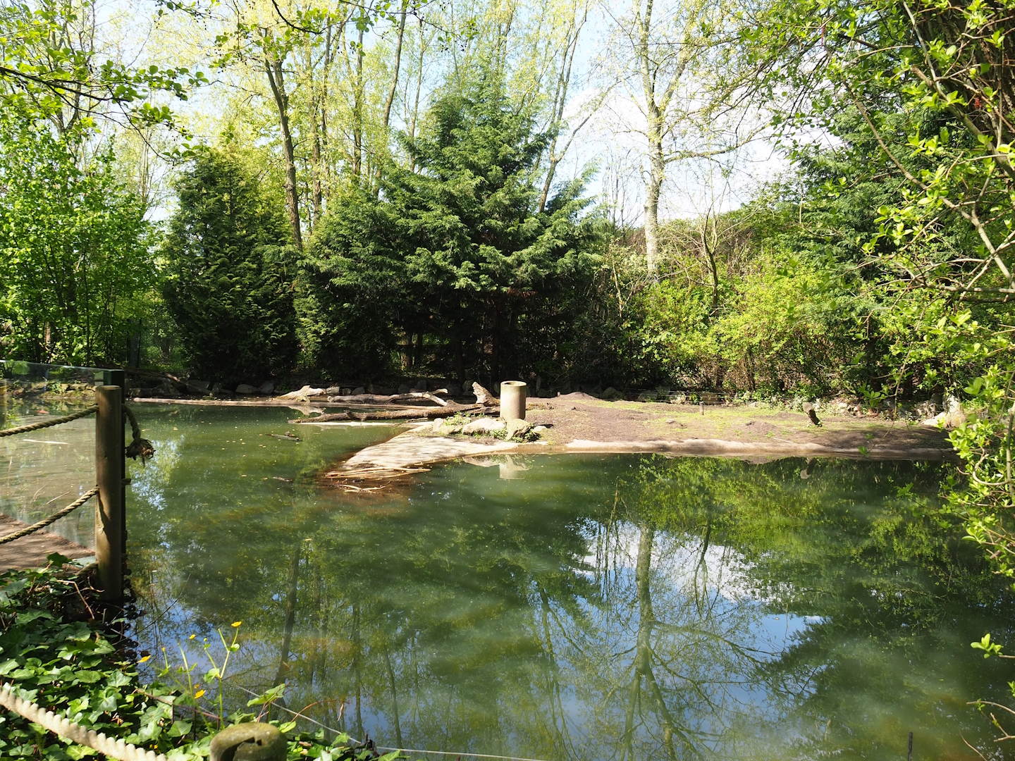 American beaver exhibit, 2023-04-30