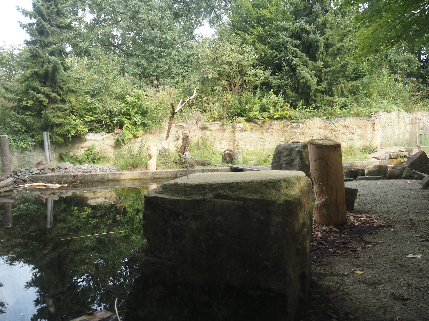 American beaver exhibit, 2024-08-05