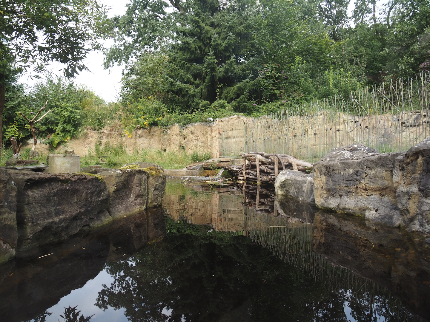 American beaver exhibit, 2024-08-05
