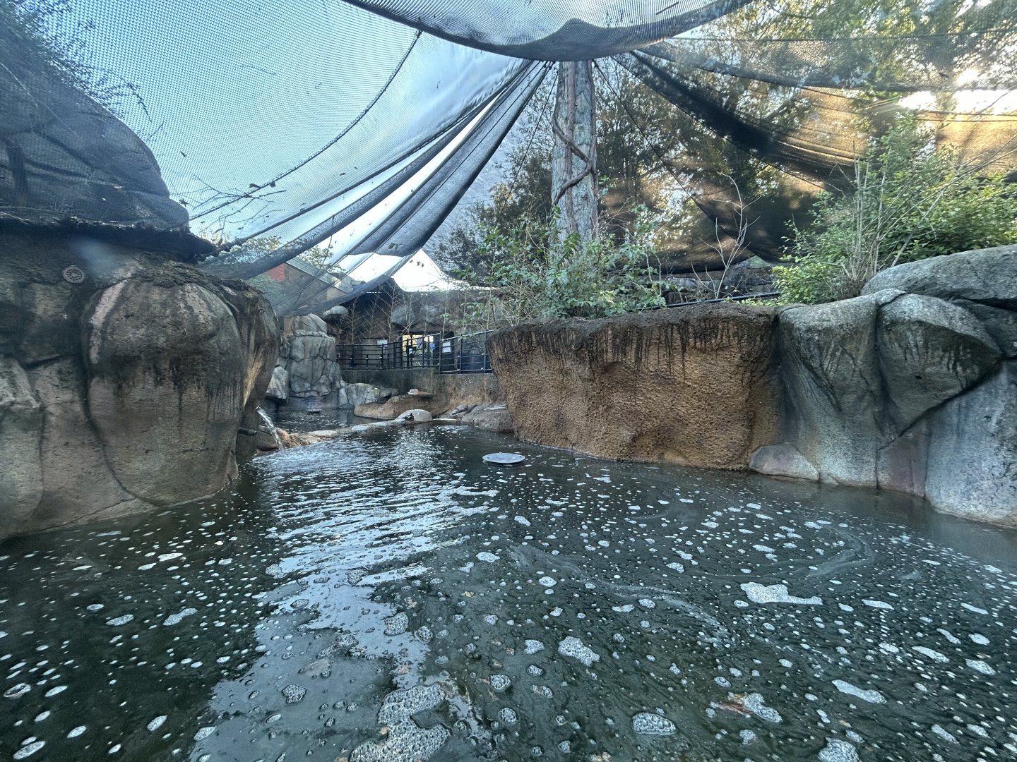 American Beaver Exhibit in Budgie Aviary