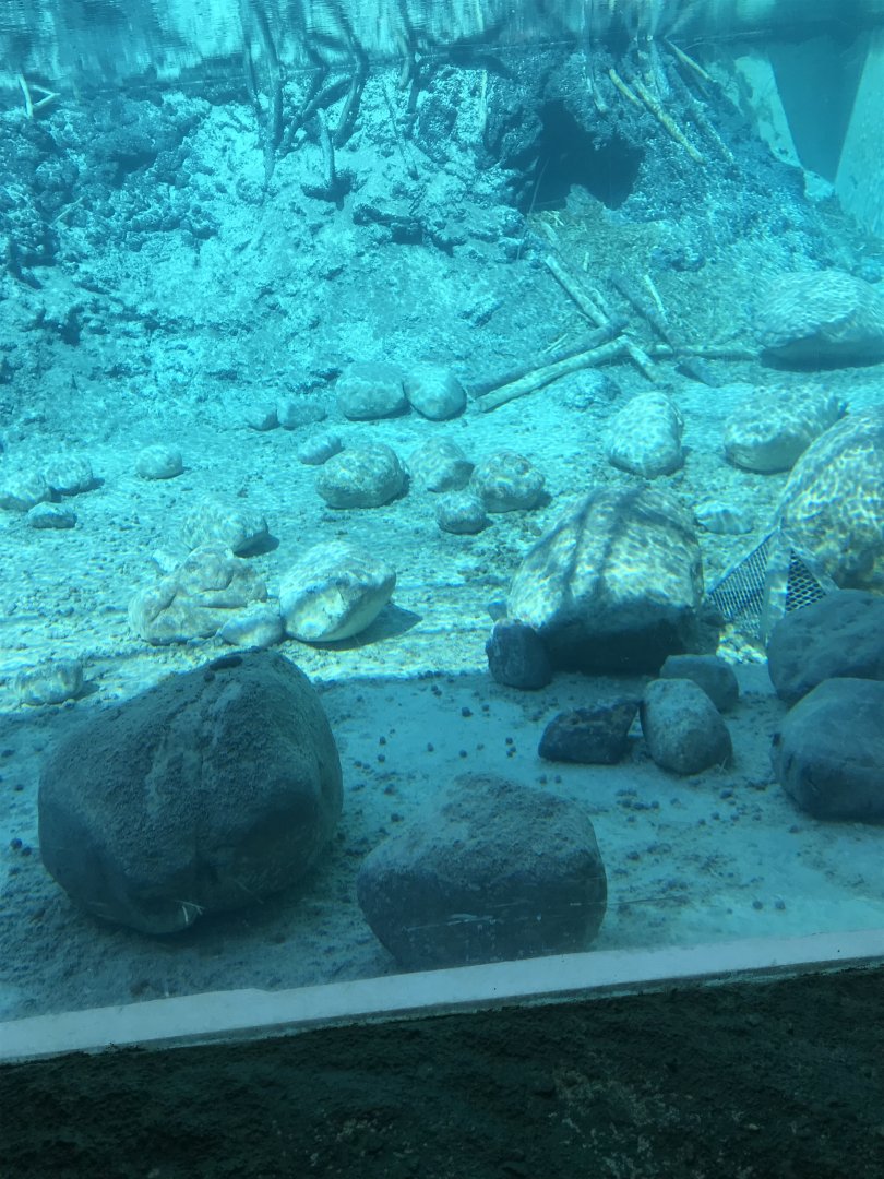 American Beaver exhibit underwater viewing