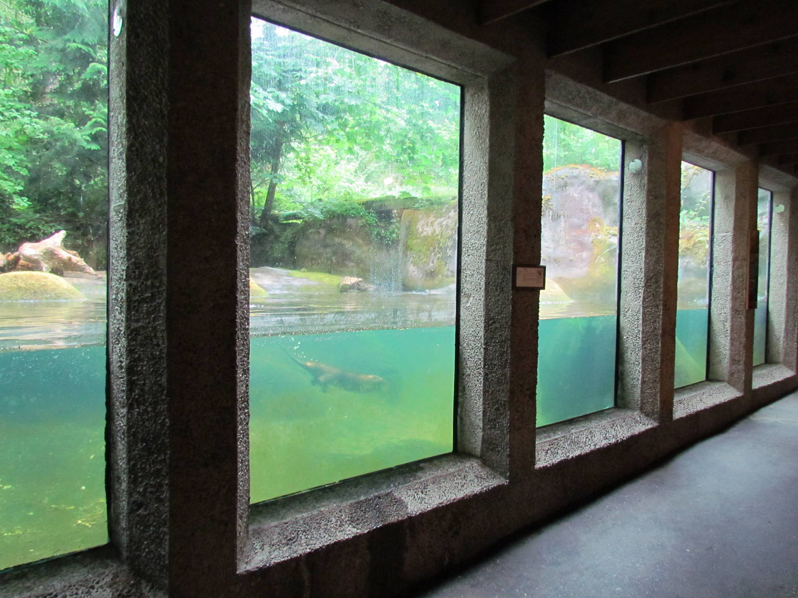 American Beaver Exhibit