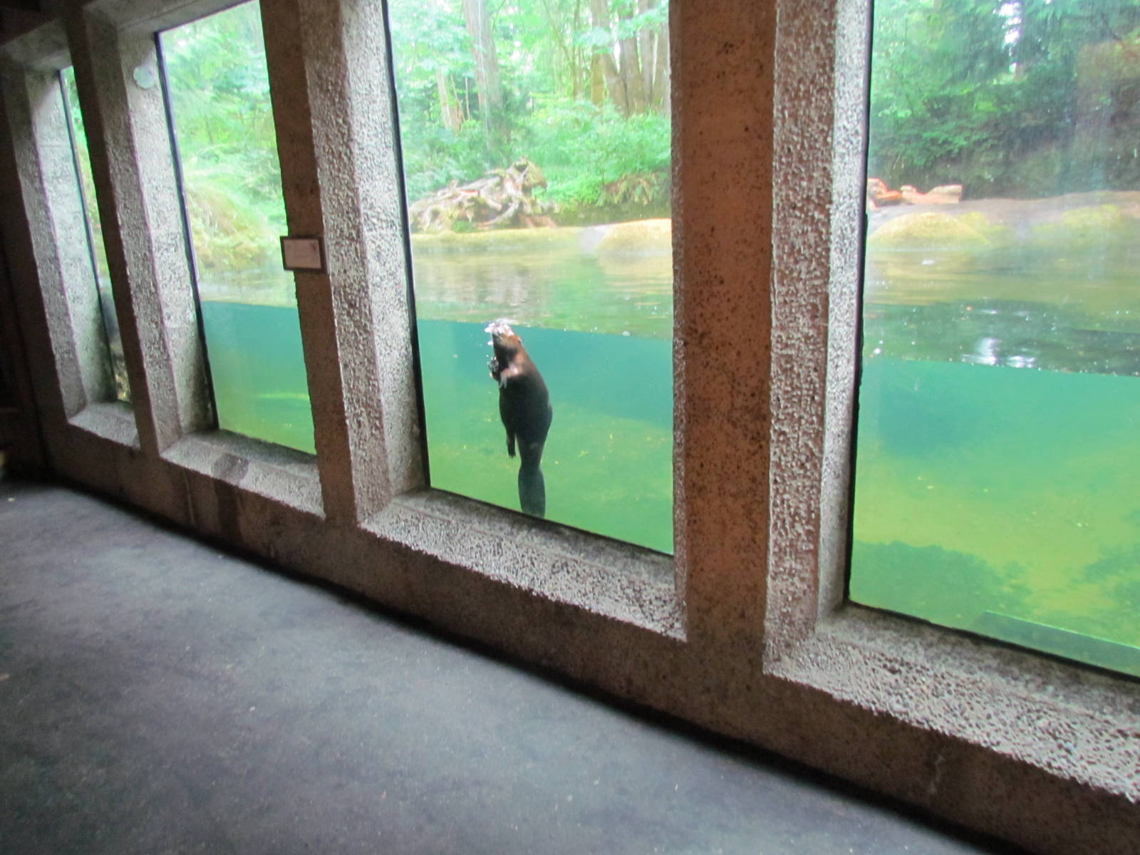 American Beaver Exhibit