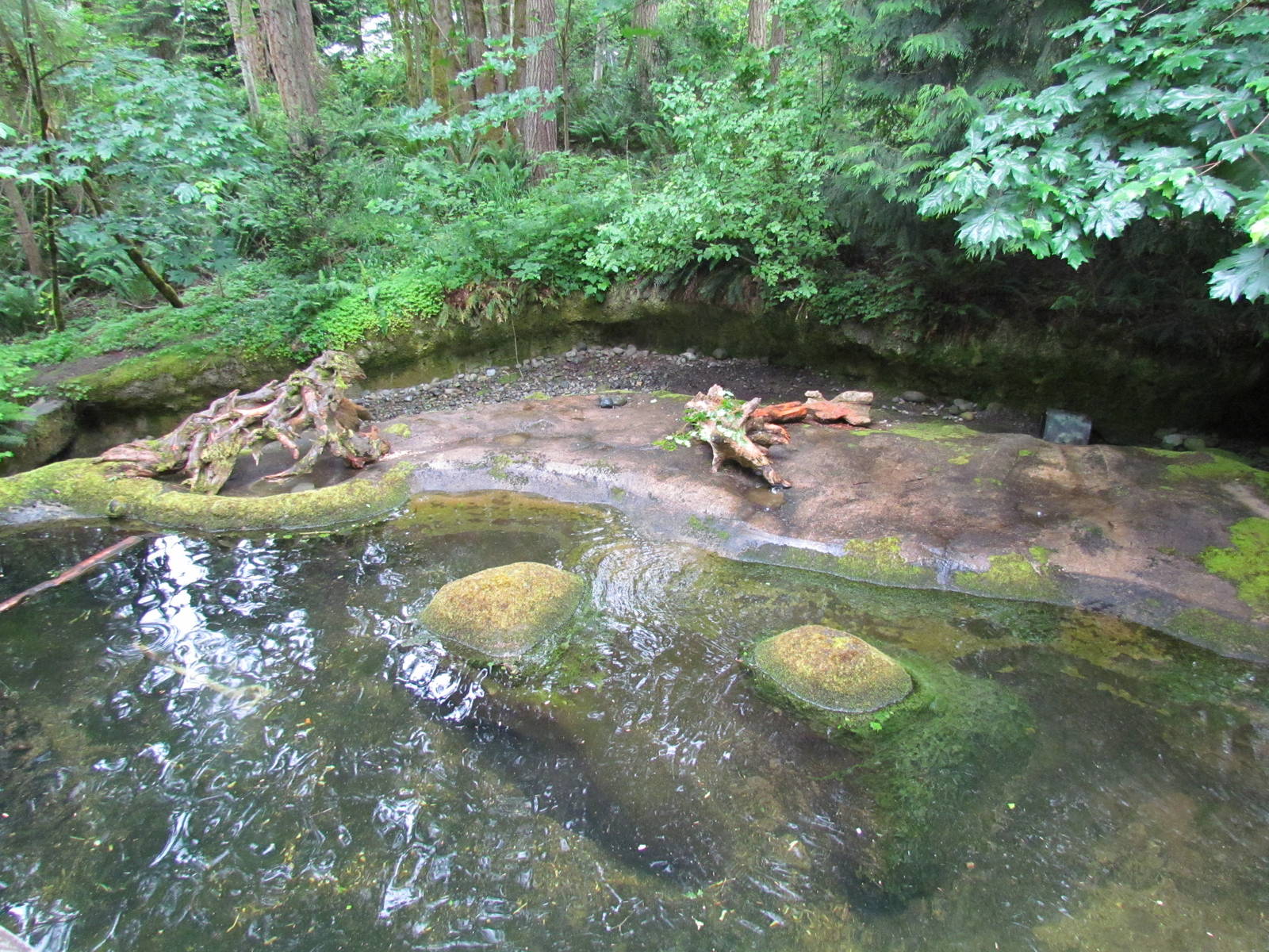 American Beaver Exhibit