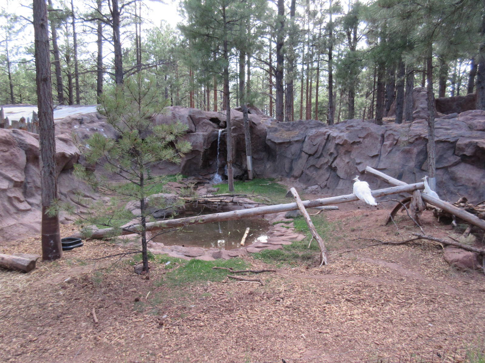American Beaver Exhibit