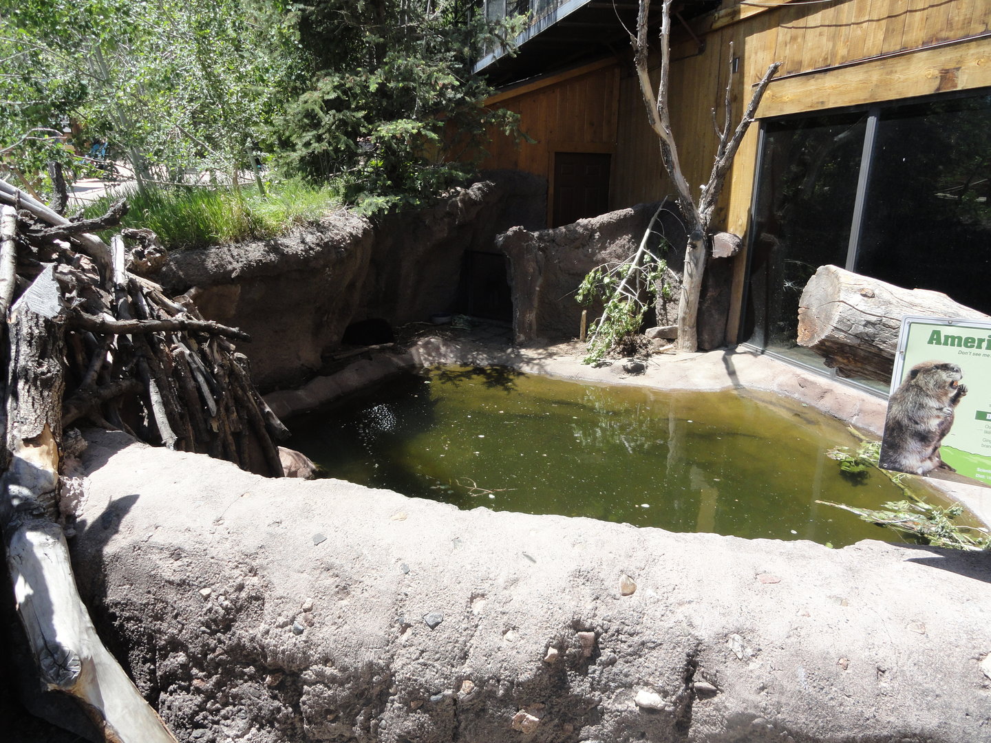 American Beaver Exhibit